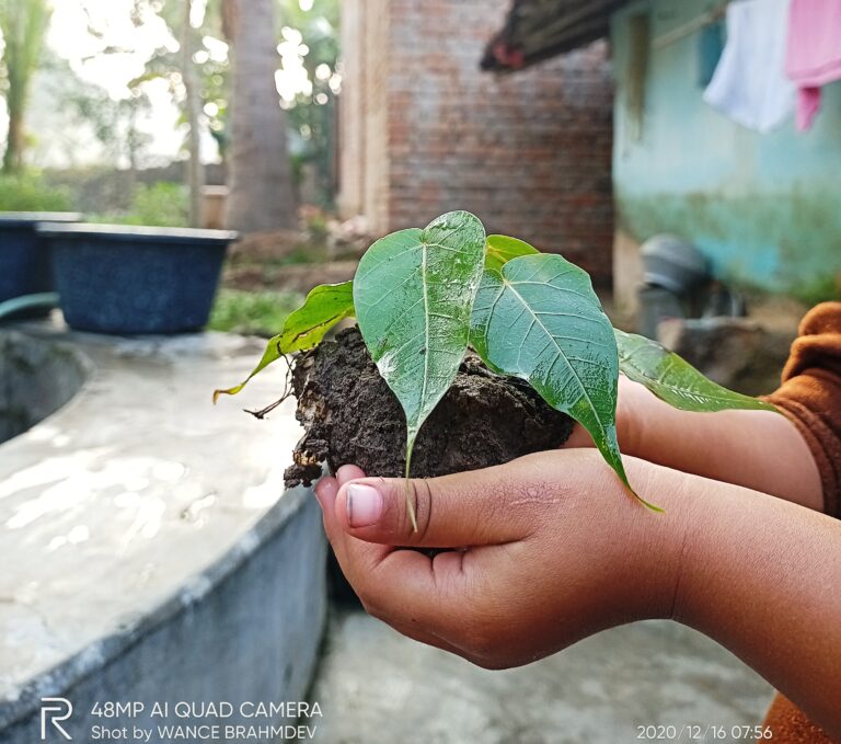 पीपल के पेड़ के इतने फायदे जानकर चौक जायेंगे आप/पीपल का पेड़ हमारे पृथ्वी के लिए क्यों है महत्वपूर्ण/हमारे देश में पीपल पेड़ की पूजा क्यों करते है/पीपल के वैज्ञानिक महत्व/विशेषता|🌳