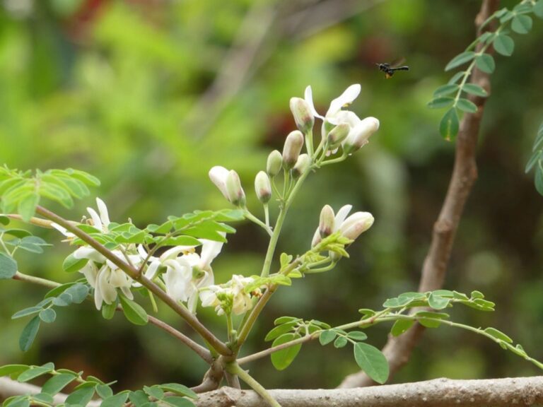 moringa ke hindi naam