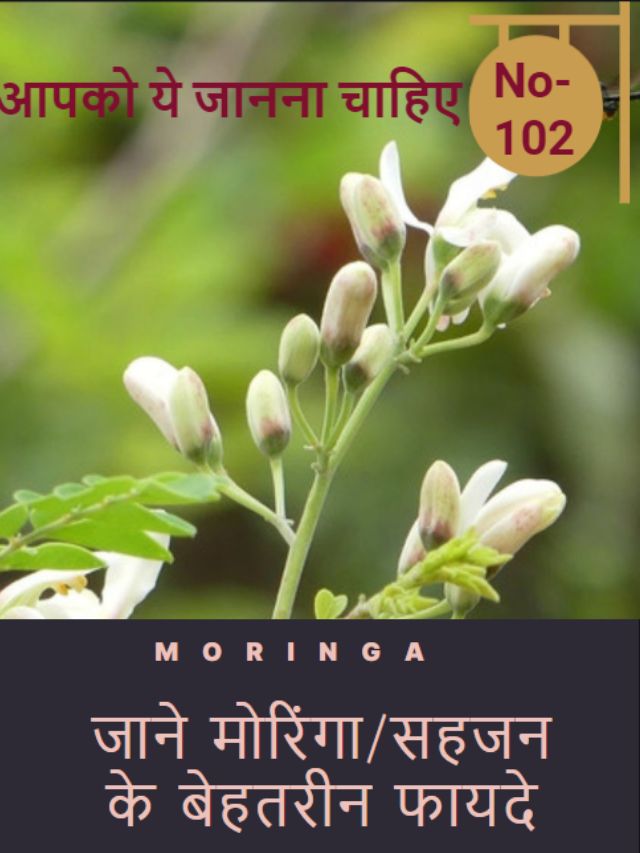 moringa benefits in hindi